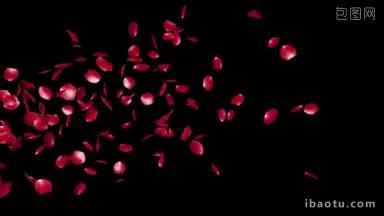 玫瑰花瓣飞舞的颗粒对抗黑色